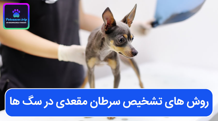 روش های تشخیص سرطان مقعدی در سگ ها
