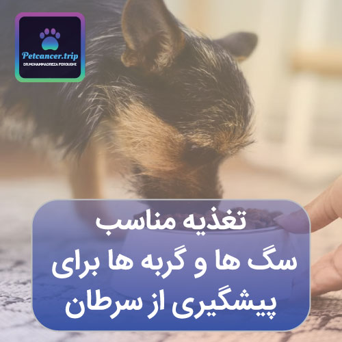 تغذیه مناسب سگ ها و گربه ها برای پیشگیری از سرطان