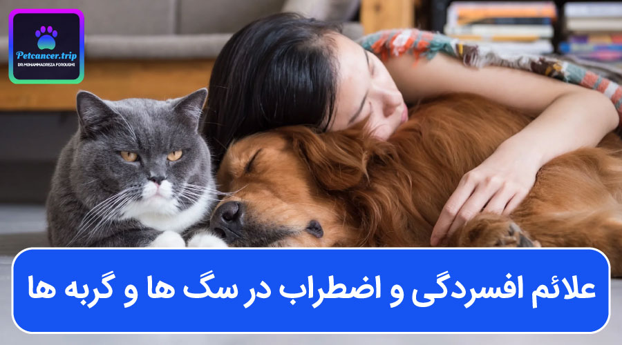 علائم افسردگی و اضطراب در سگ ها و گربه ها