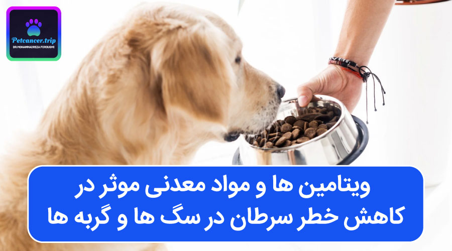 ویتامین ها و مواد معدنی موثر در کاهش خطر سرطان در سگ ها و گربه ها