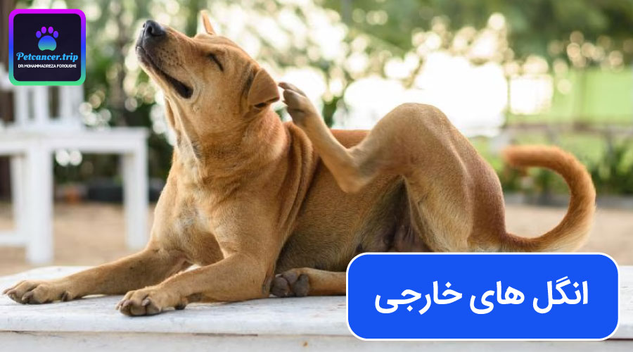 انگل های خارجی